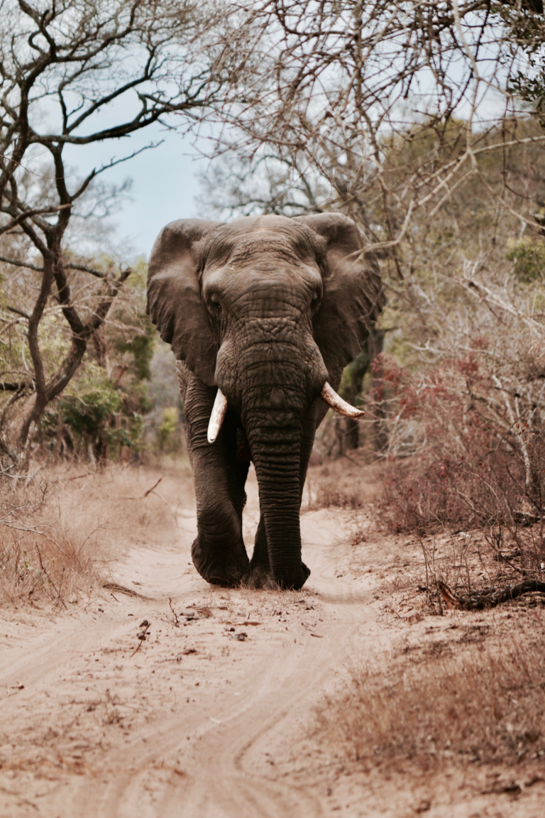 Travel Tips for Africa: Things You Should Know Before You Visit Africa