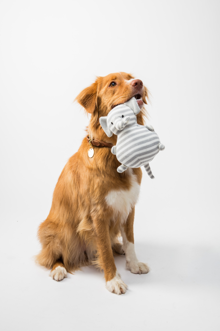 Shopping for a Pet? – What You Need to Know.