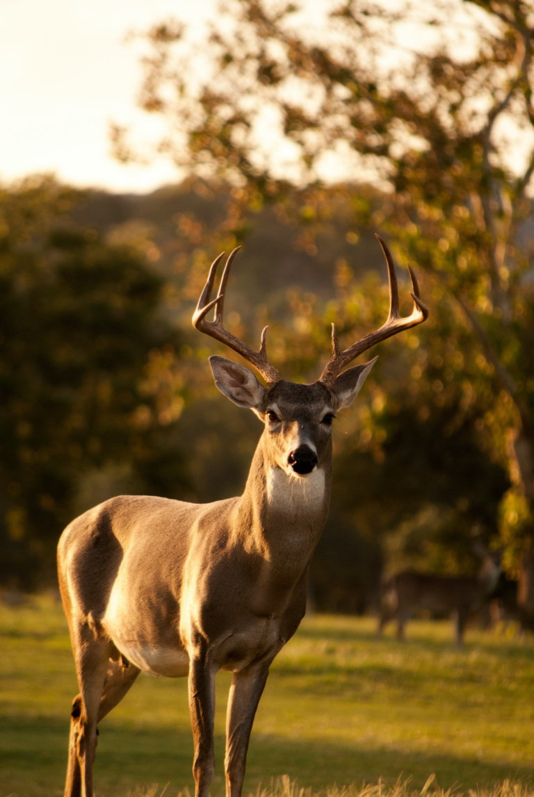 Discover the Fascinating World of Animals.