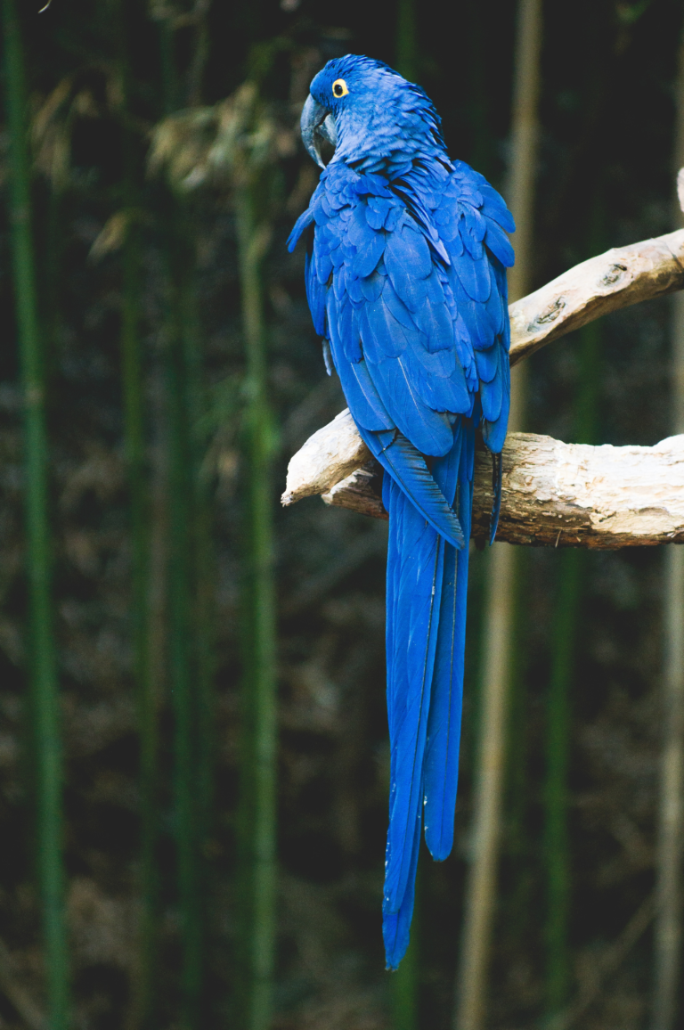 Beyond Cute and Cuddly.